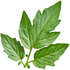 Tomato leaf